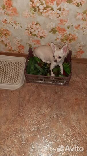 Каспер ищет невесту