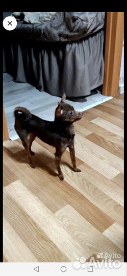 Микро той-терьер