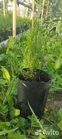 Туя смарагд