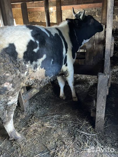 Быки на мясо