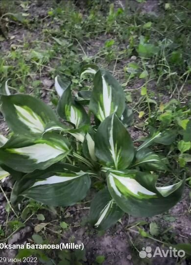 Саженцы хосты