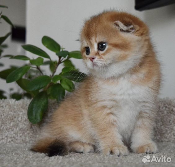 Шотландские котята