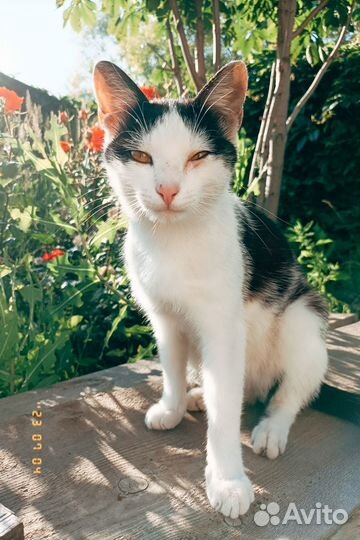 Кот Тёма в добрые руки