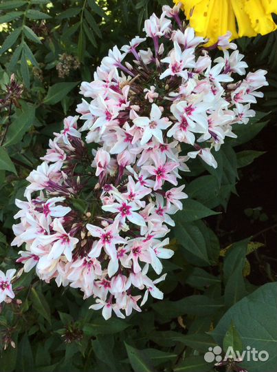 Цветы многолетники