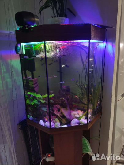 Аквариум