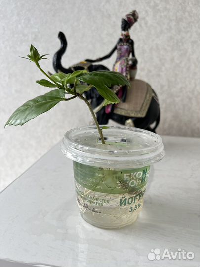 Китайская роза