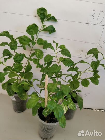 Дуранта вариг