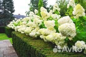 Полярный Медведь гортензия