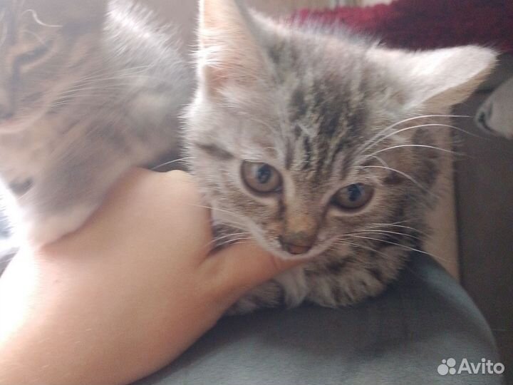 Котята в добрые руки бесплатно