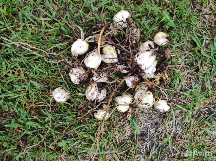 Луковички лилии