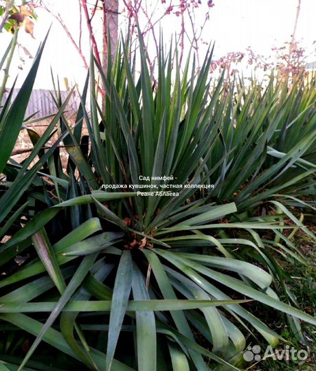 Юкка садовая, огромные