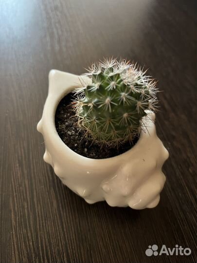 Кактус в красивом кашпо керамика