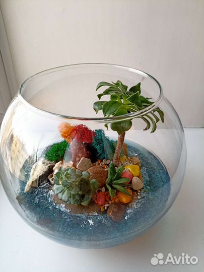 Флорариум суккуленты