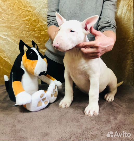 Щенки стандартного бультерьера