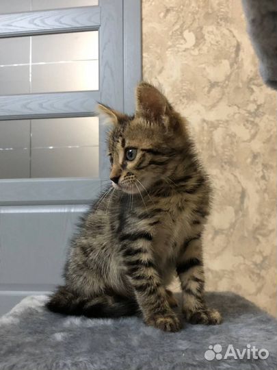 Бенгальский котенок