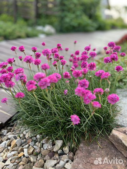 Армерия почвопокровное растение