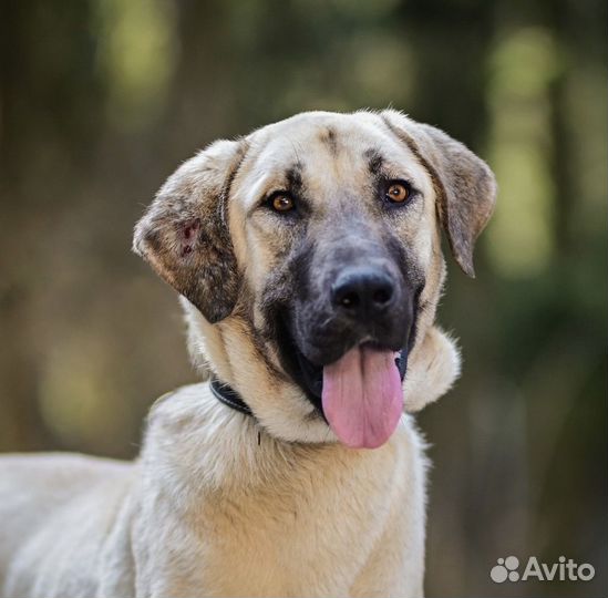 Турецкий кангал в дар