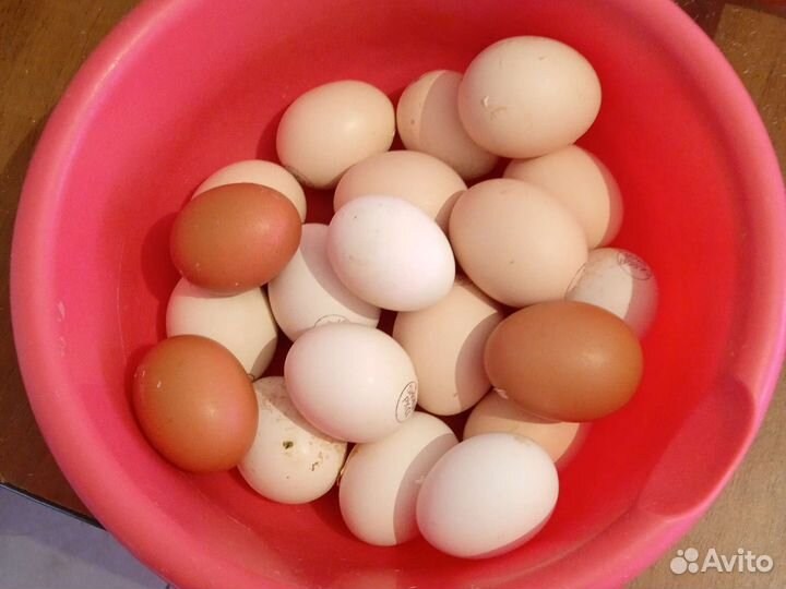 Инкубационное яйцо Гергебильс, Брама, Амераукана