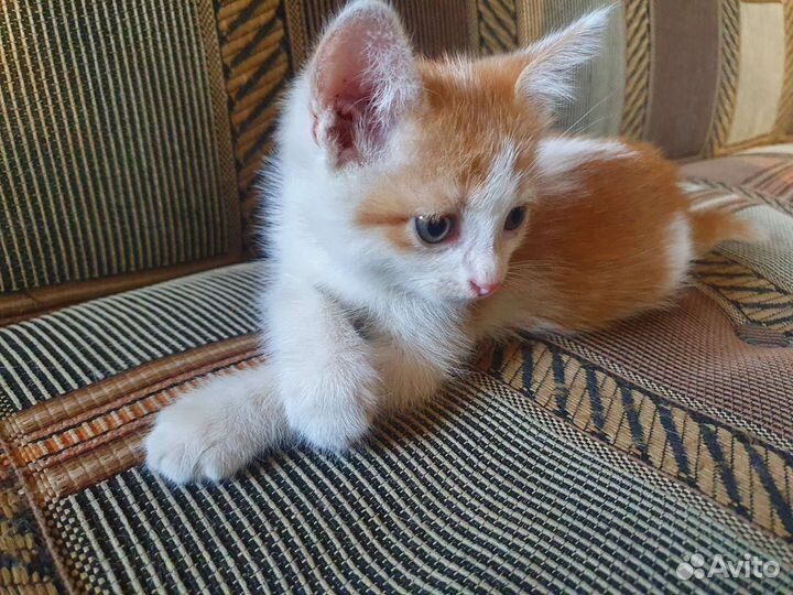 Кошки в добрые руки бесплатно