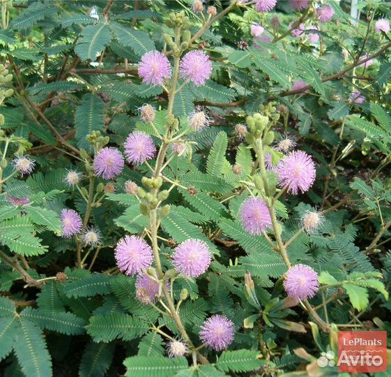 Мимоза стыдливая семена