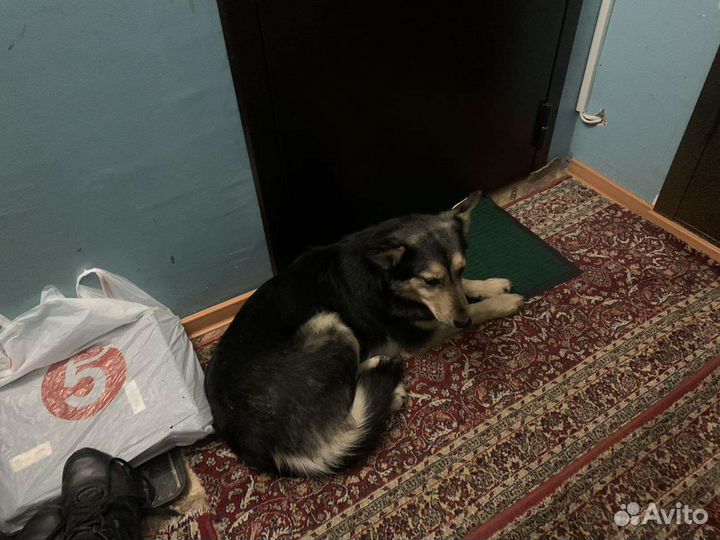 Ищем дом для собачули