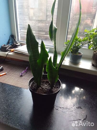 Сансевиерия(щучий хвост)