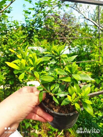 Гардения жасминовидная