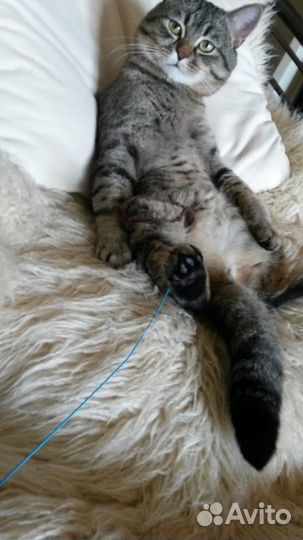 Котик Еська в ответственные руки