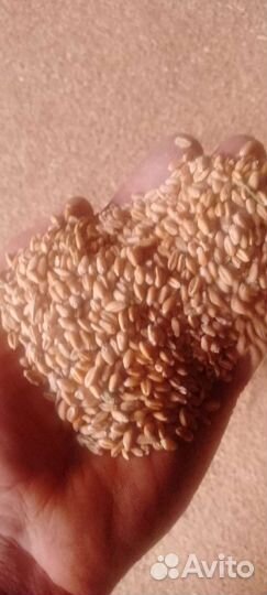 Ячмень овëс