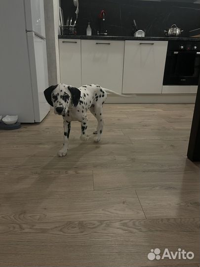 Щенки долматинца