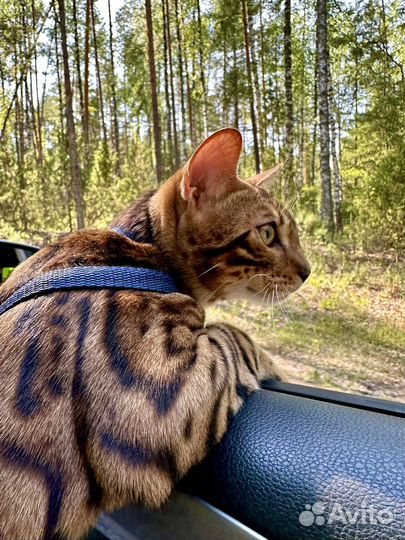 Бенгальский кот вязка