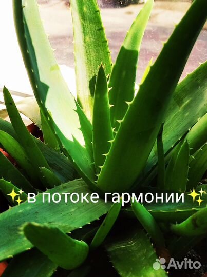 Алоэ вера, укорененные отростки по 50 р