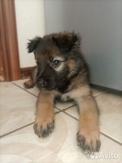 Милашка-щенок в добрые руки, 5 мес