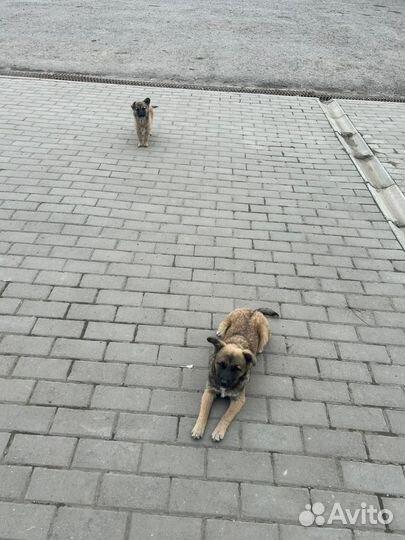 Собака в добрые руки щенки