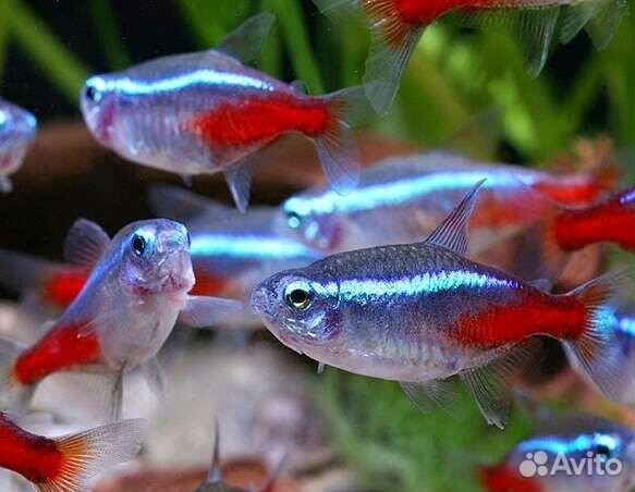 Рыбки аквариумные