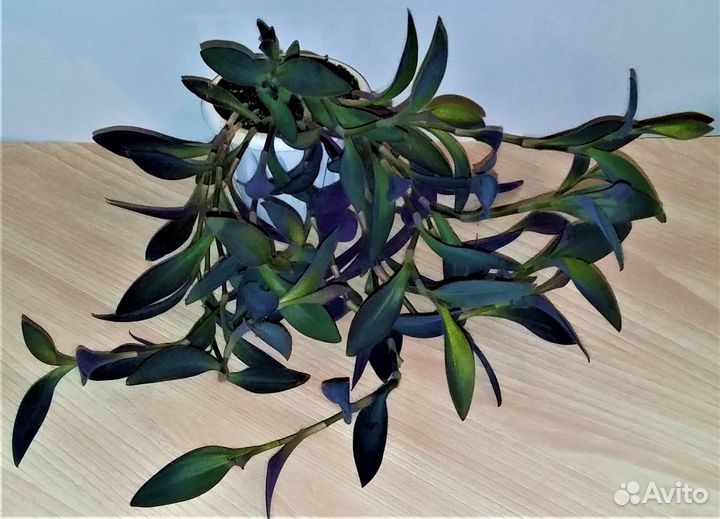 Цветы для дома и офиса