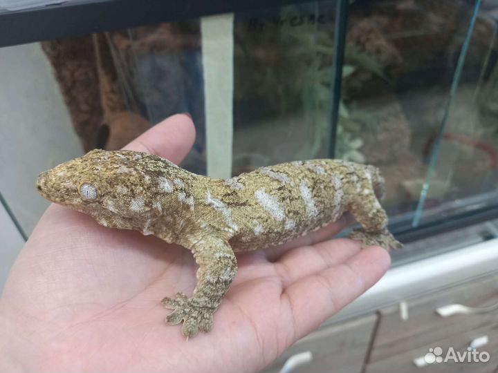 Гиганский бананоед