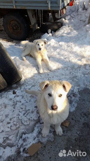 Щенки сторожевых псов