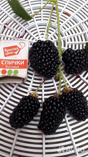 Саженцы малины и ежевики