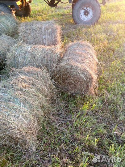 Продам сено в миннитюках