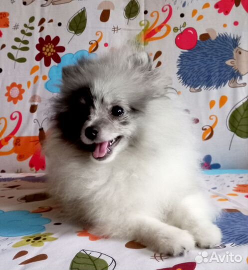 Щенки шпица