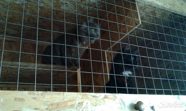 Специализированная гостиница для кошек