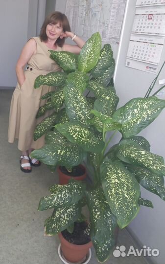 Диффенбахия