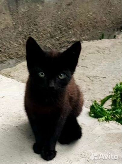 Кошечка в добрые руки