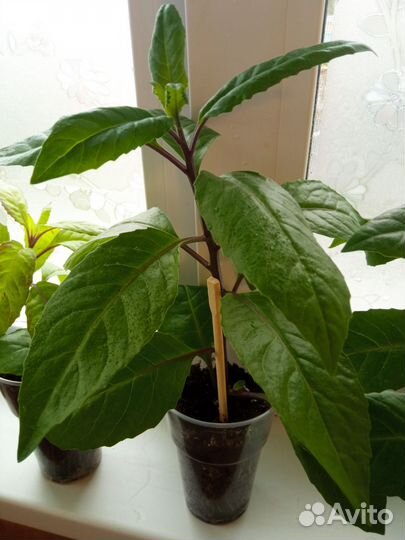 Джинура прокумбес (листья Бога)