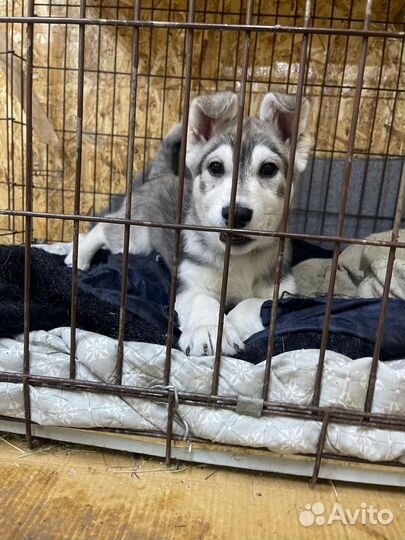 Красивая девочка по кличке Хасика