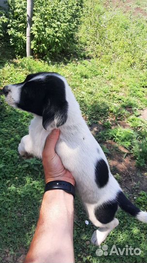 Отдам в добрые руки щенков 2 месяца