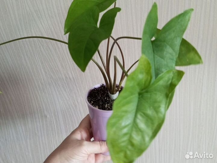 Сингониум ножколистный