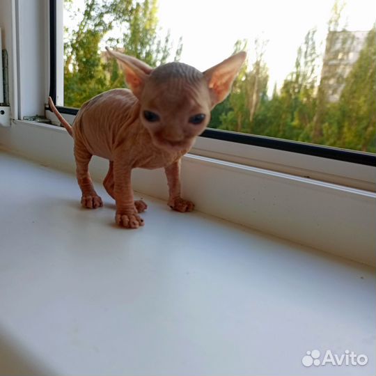 Канадский сфинкс котенок