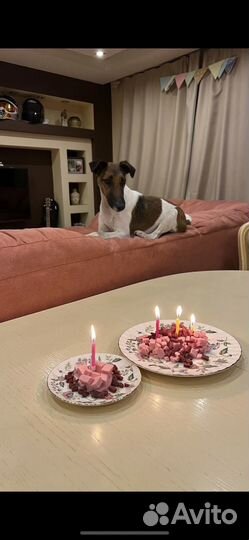 Фокстерьер бесплатно